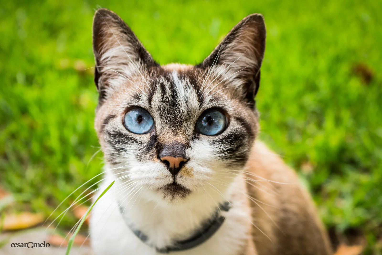 Kitty