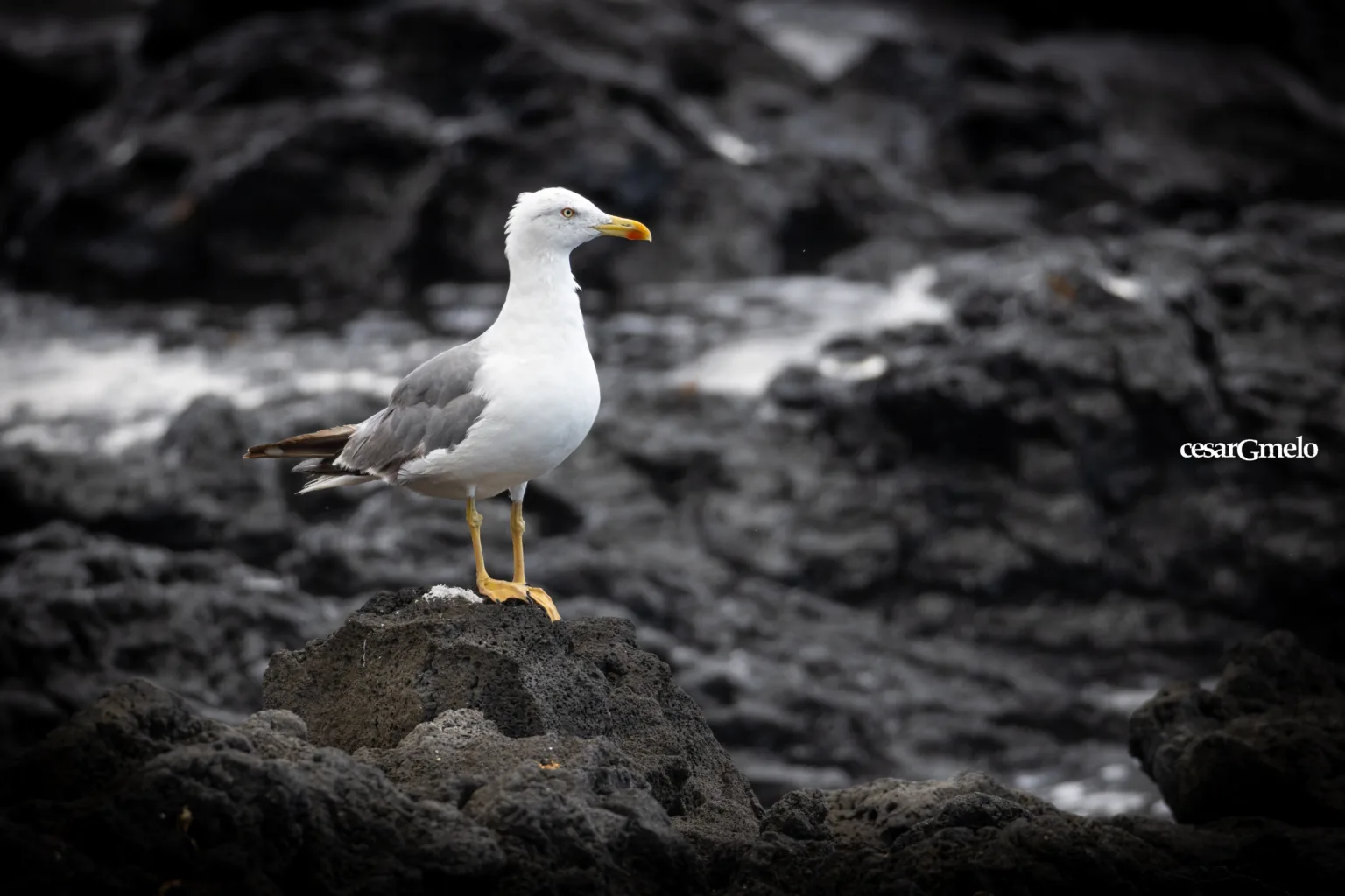 Larus michahellis | Yellow-legged gull | Gaivota-de-patas-amarelas