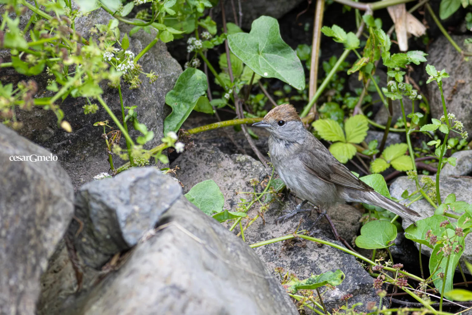 Sylvia atricapilla gularis | Island Blackcap | Toutinegra-dos-Açores